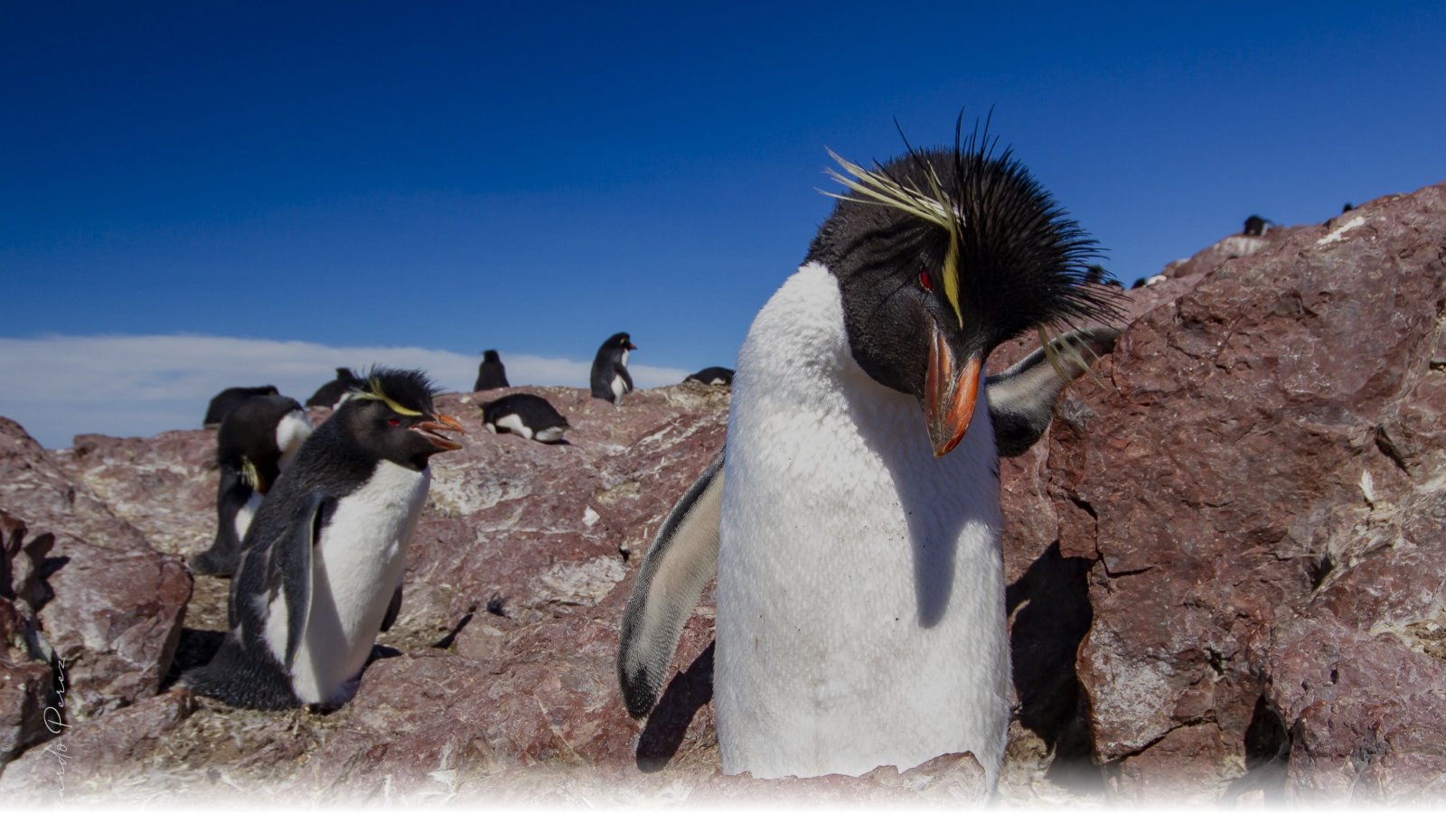 Pinguinos puerto madryn